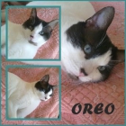 OREO. El gato más dulce busca un hogar - mejor precio | unprecio.es