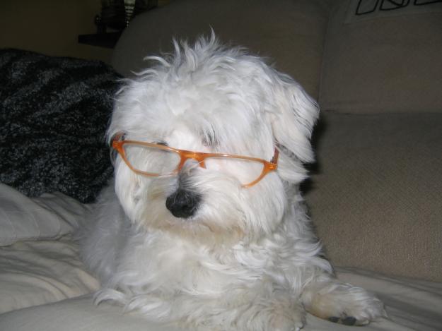 Bichon maltes busca novia para cruzar