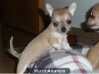 Cachorros de chihuahua pedigree l.o.e. - mejor precio | unprecio.es