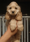 CACHORROS DE COCKER AMERICANO 480 - mejor precio | unprecio.es
