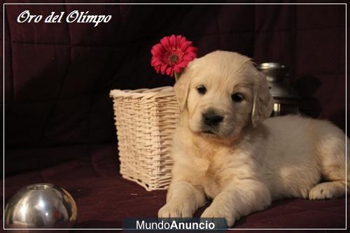 Cachorros Golden Retriever Calidad y Garantia.