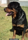 Cachorros Rottweiler - mejor precio | unprecio.es