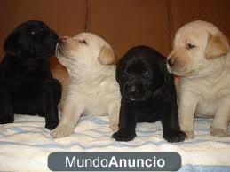 Regalo:Cachorrillos labrador y labrador chocolate!