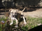 Vendo preciosos cachorros de American Pit Bull Terrier - mejor precio | unprecio.es
