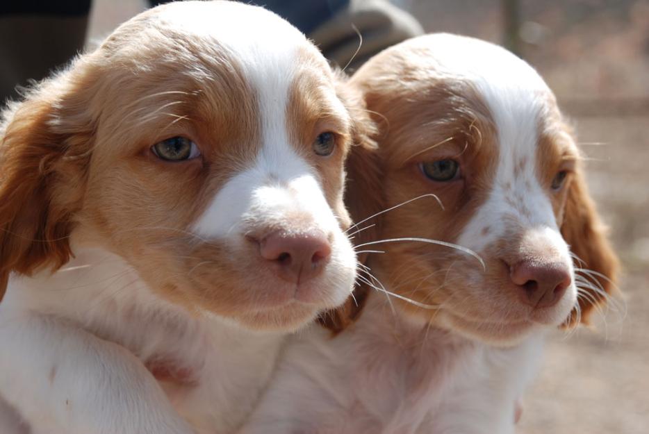 75 años dedicados al perro de caza