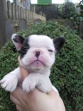 Bulldog Francés de Mimosos de la Reina