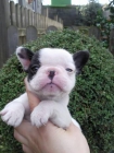 Bulldog Francés de Mimosos de la Reina - mejor precio | unprecio.es