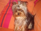 Cachorro De Yorkshire Terrier Hembra - mejor precio | unprecio.es