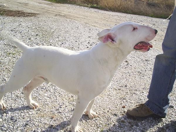 Regalo bull terrier con pedigee