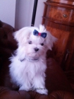 Bichon Maltes - mejor precio | unprecio.es