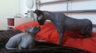 cachorros sphynx - mejor precio | unprecio.es
