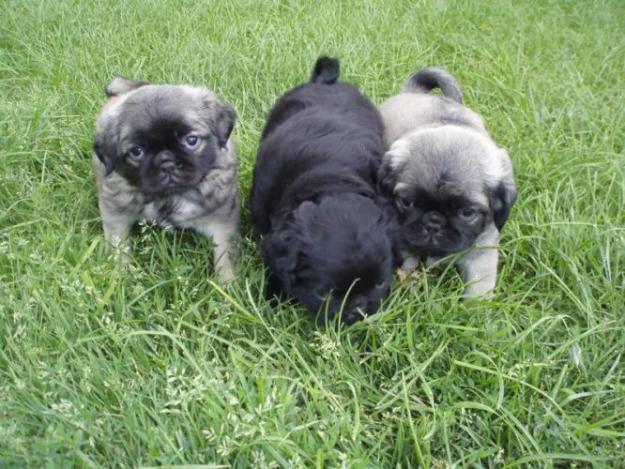 Carlinos 3 meses, excelente pedigree