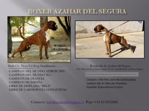 Excelente camada de boxer