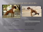 Excelente camada de boxer - mejor precio | unprecio.es