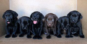 labrador negros, 170€ y chocolate, 290€