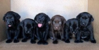 labrador negros, 170€ y chocolate, 290€ - mejor precio | unprecio.es