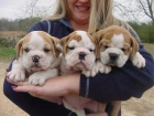 línea Hermoso cachorros bulldog Inglés, - mejor precio | unprecio.es