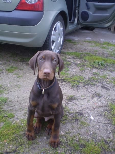 Macho marrón fuego 3 meses