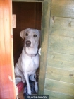 Regalo preciosa perra LABRADOR de 1 año y medio, Urge por mudanza de pais - mejor precio | unprecio.es