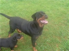 rottweiler con pedigree - mejor precio | unprecio.es