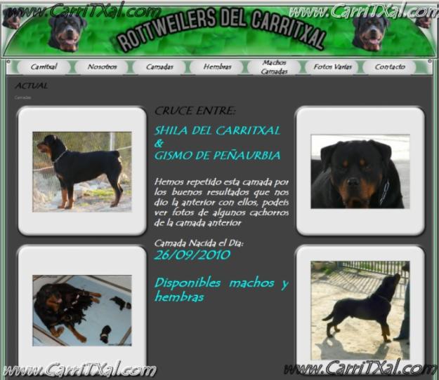 ROTTWEILER DEL CARRITXAL-CACHORROS DISPONIBLES