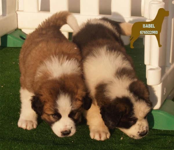 San Bernardo en venta cachorros