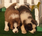 San Bernardo en venta cachorros - mejor precio | unprecio.es