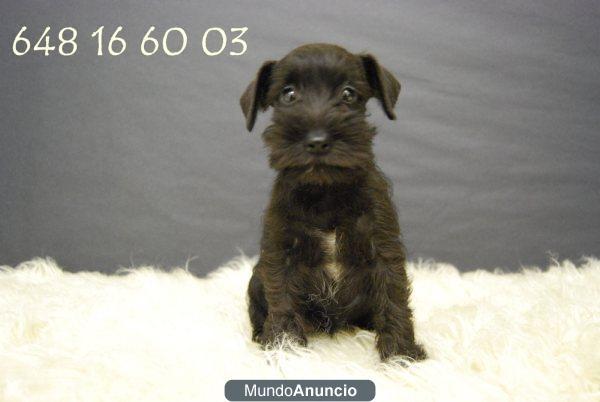 Schnauzer miniatura de primera calidad, pedrigre, criadores, excelentes