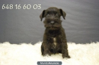 Schnauzer miniatura de primera calidad, pedrigre, criadores, excelentes - mejor precio | unprecio.es