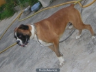 se ofrece para monta boxer - mejor precio | unprecio.es