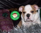 ¡Bulldog Inglés. Impresionante camada - mejor precio | unprecio.es