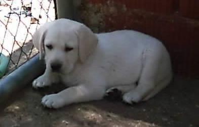 Cachorros de Labrador Retriever