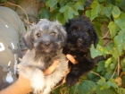 CACHORROS DE SCHNAUZER MINI 450€ - mejor precio | unprecio.es