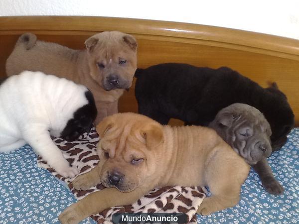 CAMADA DE SHAR-PEIS