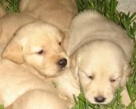 EXCELENTES CACHORROS DE LABRADOR RETRIEVER