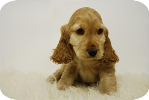 perritos cocker, excelente calidad, bonitos cachorros con pedegree