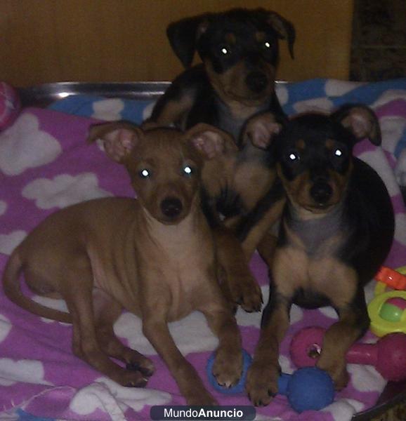 Pinscher mini