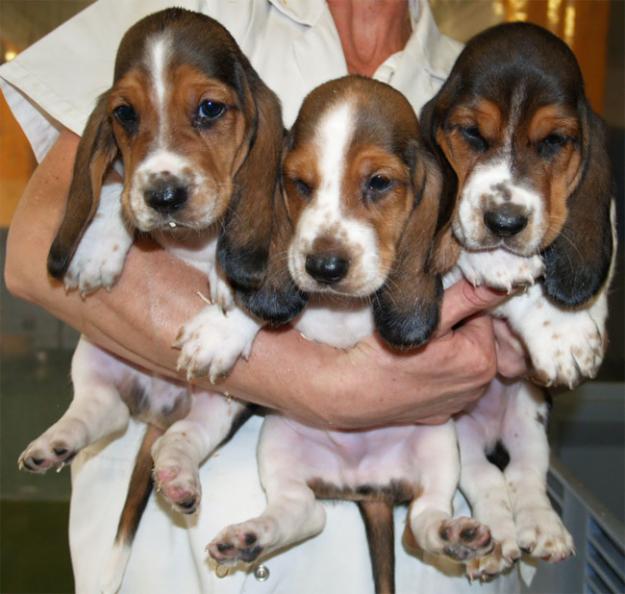 Vendo cachorritos de Bassett Hound, economicos