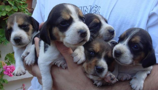 VENTA CACHORROS BEAGLE