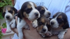 VENTA CACHORROS BEAGLE - mejor precio | unprecio.es