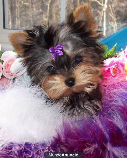 YORKSHIRE TERRIER. IMPRESIONANTES CACHORROS MINIS
