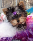 YORKSHIRE TERRIER. IMPRESIONANTES CACHORROS MINIS - mejor precio | unprecio.es