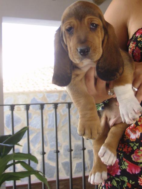 BASSET HOUND PRECIOSOS