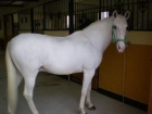 Caballos en Murcia - mejor precio | unprecio.es