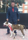 cachorros de American Stanfod - mejor precio | unprecio.es