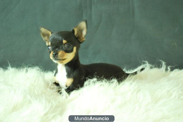 Chihuahua miniatura, machos y hembras, con pedigre