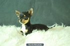 Chihuahua miniatura, machos y hembras, con pedigre - mejor precio | unprecio.es