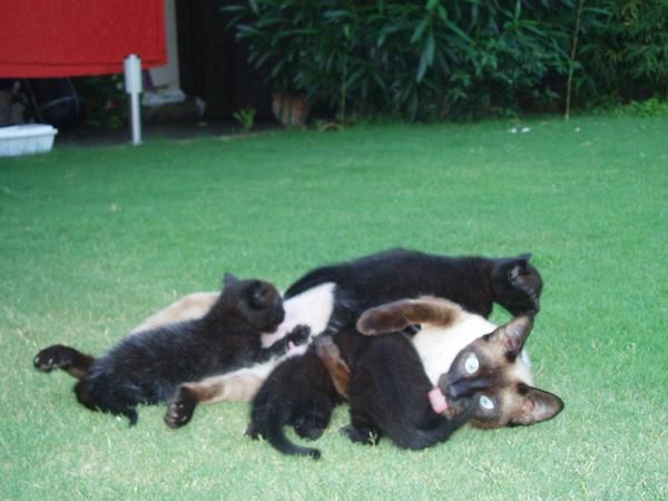 Gatitos marbella -estepona- fuengirola-benalmadena -torremolinos