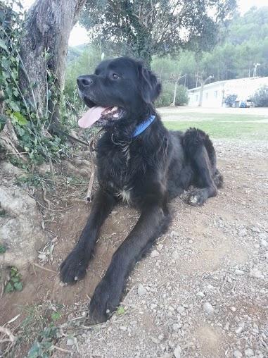 Perro en adopcion