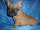 Se vende Bulldog Frances 120 - mejor precio | unprecio.es